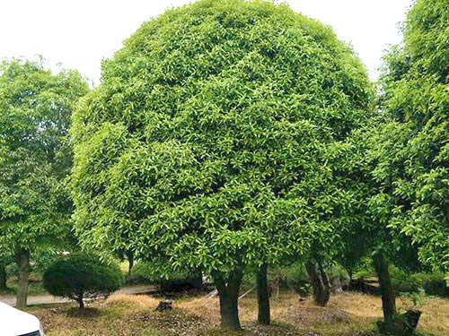 丹桂苗木的秋季養護管理技術